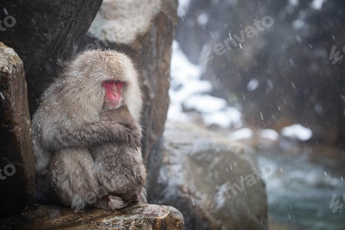 Preview: Snow monkey
