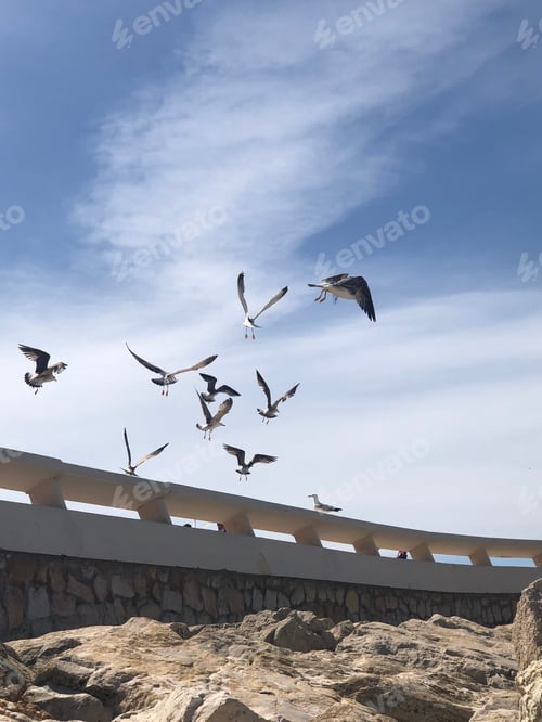 Preview: Seagulls in the wind on the palm beach promenade in Cannes