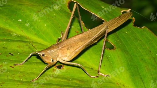 Preview: Tropical Grasshopper, Amazonia
