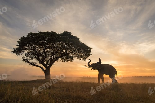Preview: Elephant at sunrise in Thailand