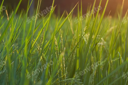Preview: The rice paddy of organic farm