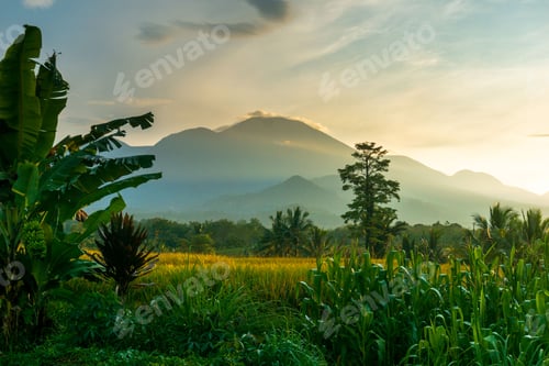 Preview: indonesia beauty landscape paddy fields in north bengkulu natural beautiful morning view from asia