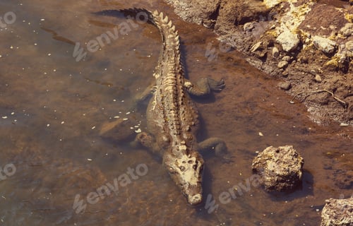 Preview: Crocodile