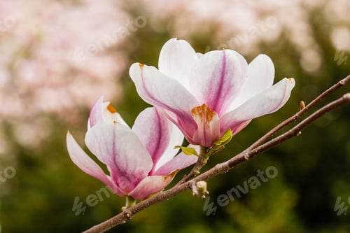 Preview: Macro blooming magnolia on a close-up branch