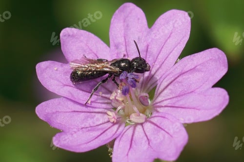 Preview: Closeup on a small black scissor bee, Chelostoma campanularum on a purple geranium pyrenaicum