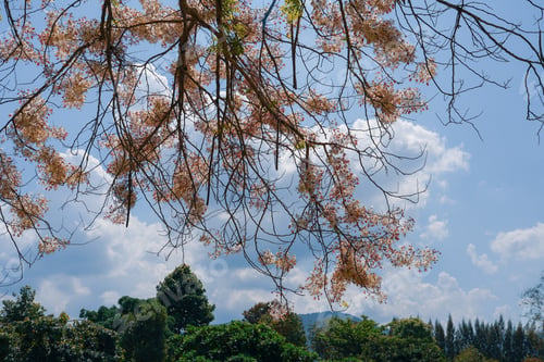 Preview: Beautiful pink flowers of Cassia Bakeriana Craib cherry blossom on branches with blue sky background