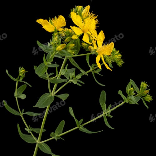 Preview: Inflorescence of yellow flowers of Hypericum, isolated on black background