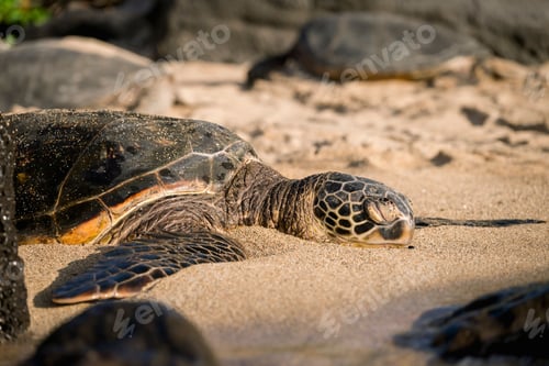 Preview: Sea turtle resting on a sandy beach