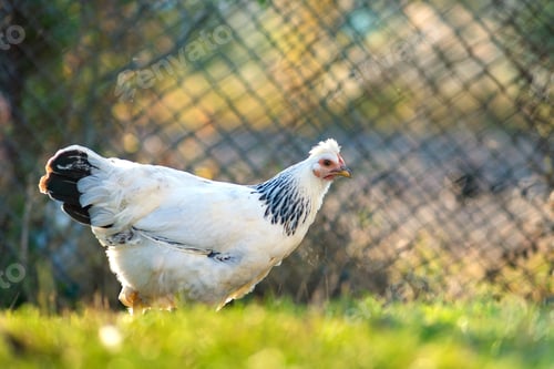 Preview: Hens feed on traditional rural barnyard. Detail of a hen head