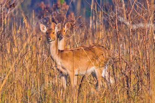 Preview: Swamp Deer, Royal Bardia National Park, Nepal