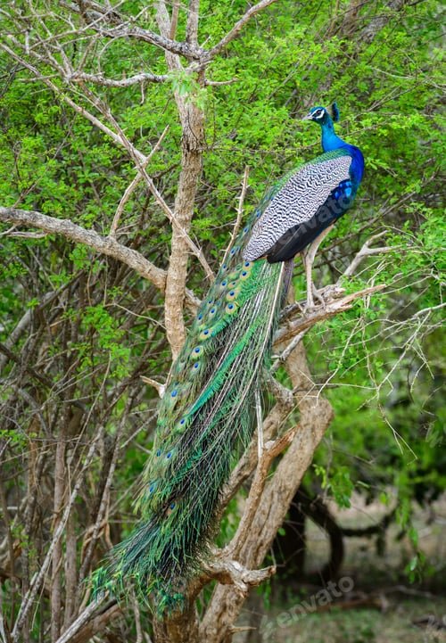 Preview: Indian Peafowl rests on a tree and looks back, showing its bright blue, patterned long feathers