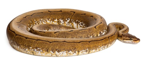 Preview: Spinner Python, Royal python, ball python, Python regius, 2 years old, in front of white background