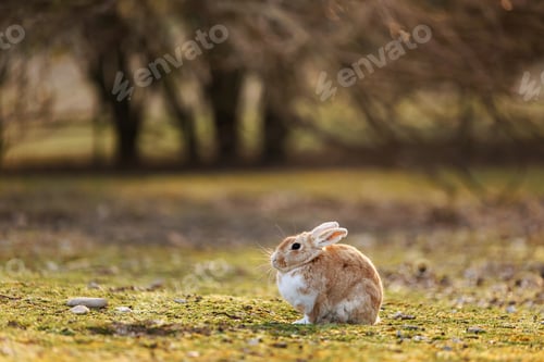 Preview: Wild Rabbit Resting Peacefully on Mossy Ground in Soft Natural Light Outdoors.