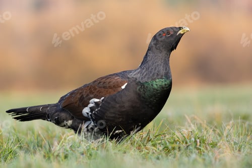 Preview: Western capercaillie standing on grassland in spring