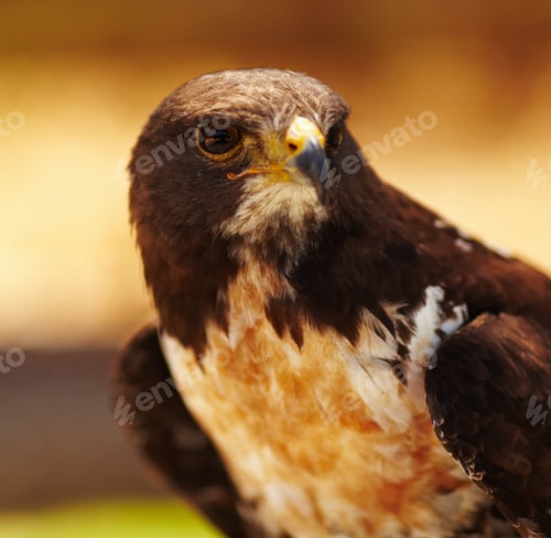 Preview: Predator of the skies - Hawk