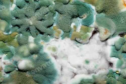 Preview: green and white mold macro photo. background