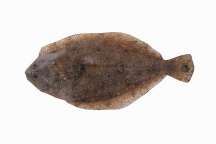 Preview: Realistic Panamic Flounder