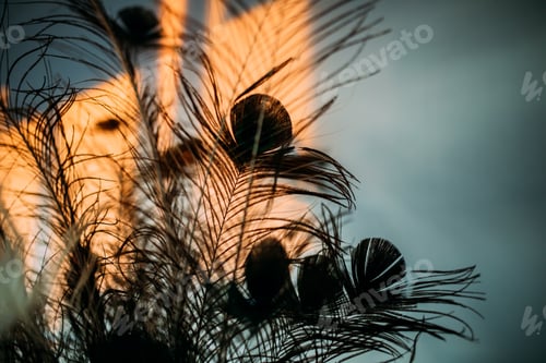 Preview: Silhouettes of peacock feathers creating an abstract mood image at sunset.