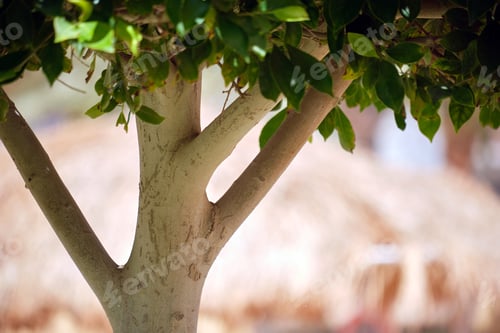 Preview: Closeup of fresh green tree with wooden trunk and vibrant green leaves growing in summer garden