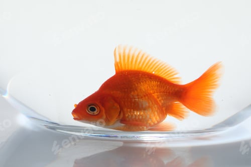 Preview: Gold fish swimming in aquarium with clean water on white background, closeup
