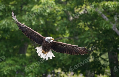 Preview: A Bald Eagle in Flight