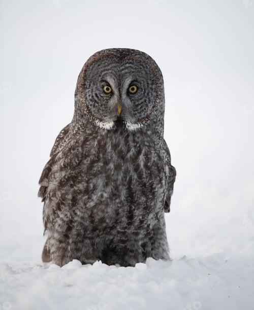 Preview: Great Grey Owl in the Canadian Rockies