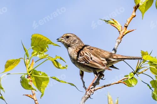 Preview: Close up of young Golden-crowned sparrow