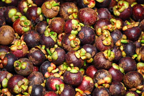 Preview: Mangosteen