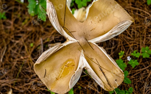 Preview: fresh Wild mushroom