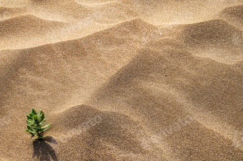 Preview: Background with beach sand and green plant close-up. Sand dunes on a sunny summer day.