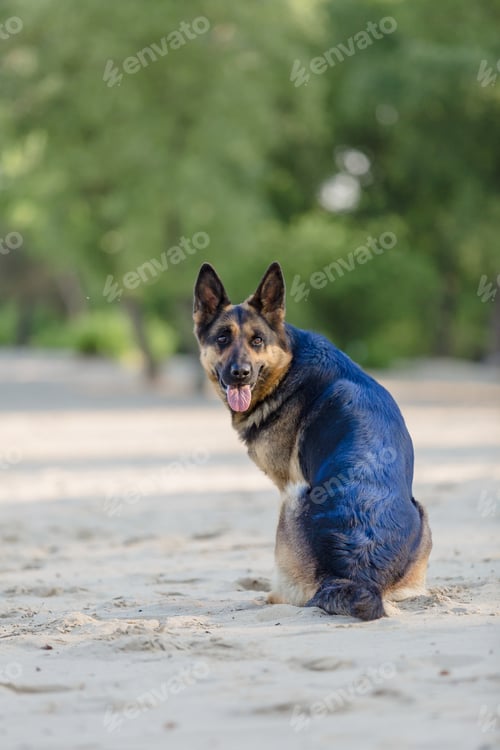 Preview: German shepherd dog playing on the beach