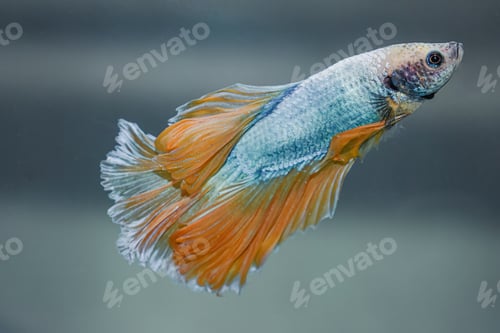 Preview: Colorful Aquarium Betta Fighter Fish