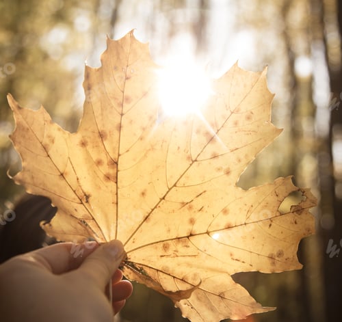 Preview: A large yellow autumn leaf in a woman's hands.
