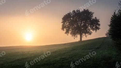 Preview: Serene sunrise over misty field with tree.