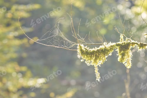 Preview: Sunlit spider web and moss-draped branch in tranquil forest setting