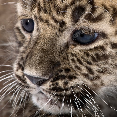 Preview: Persian leopard Cub (6 weeks)