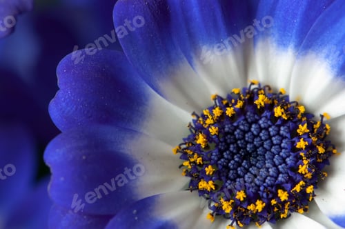 Preview: Blue, Wite and Yellow Daisy