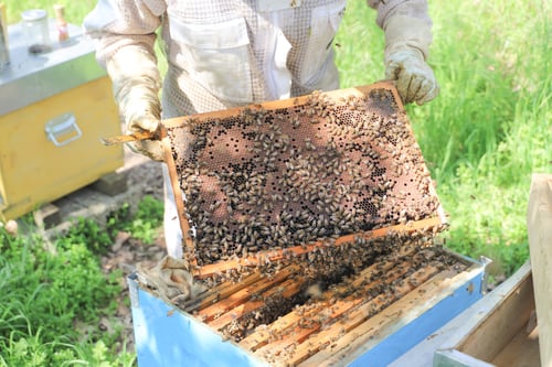 Preview: bees - The beekeeper is removing the honeycomb frame from the hive to check the situation.