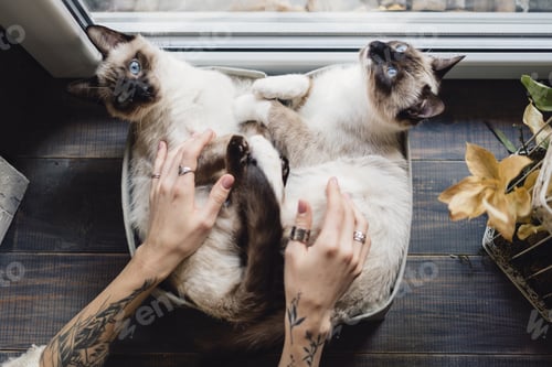 Preview: Cute siamese cats lying in boxes near the window