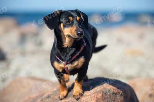 Preview: Portrait of dachshund dog stands on a stone