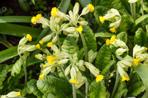 Preview: Primrose or primula in the spring garden. Purple, pink, yellow, white primroses in spring garden.