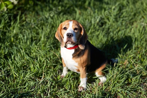 Preview: The beagle dog sits on the green grass in a summer meadow.