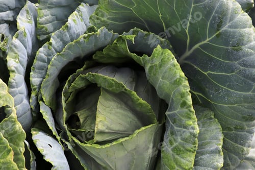 Preview: Fresh cabbage close-up. Organic cabbage from the farm. Growing healthy vegetables.