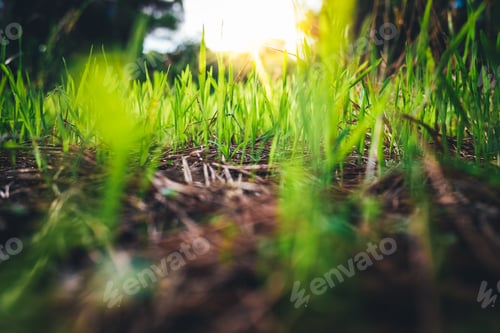 Preview: Natural background of long green herbs with sun rays at sunset.