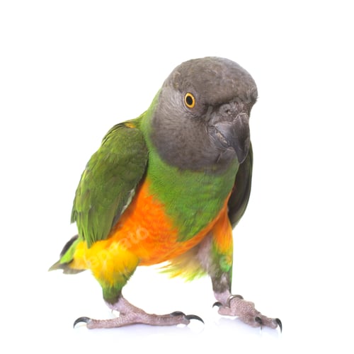 Preview: senegal parrot in studio