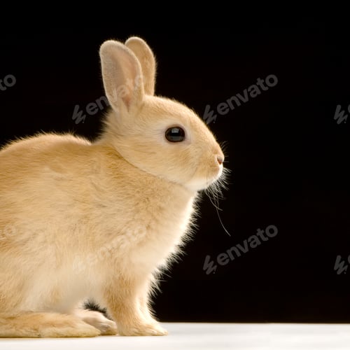 Preview: Rabbit