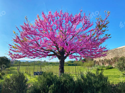 Preview: Tree of life spring flowers