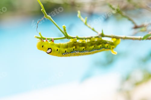 Preview: Beautiful caterpillar shine in the morning