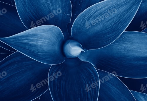 Preview: Closeup agave leaves texture, top view floral natural pattern