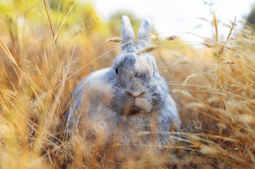 Preview: cute grey rabbit laying on messy dry grass field under the shade